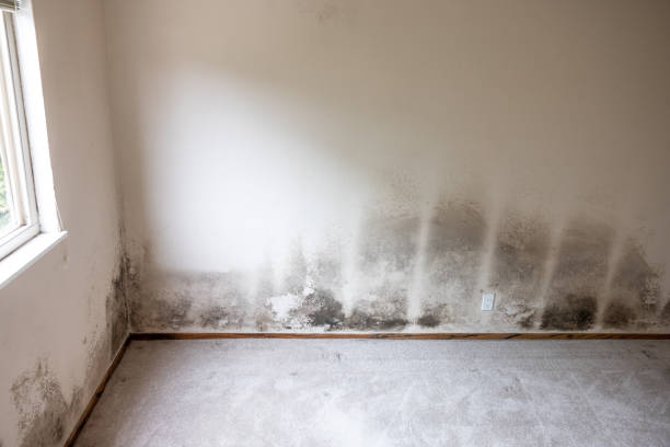 Best Real Estate Mold Inspection  in Platteville, CO