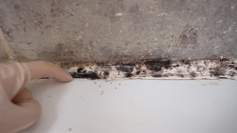 Best Basement Mold Removal  in Platteville, CO